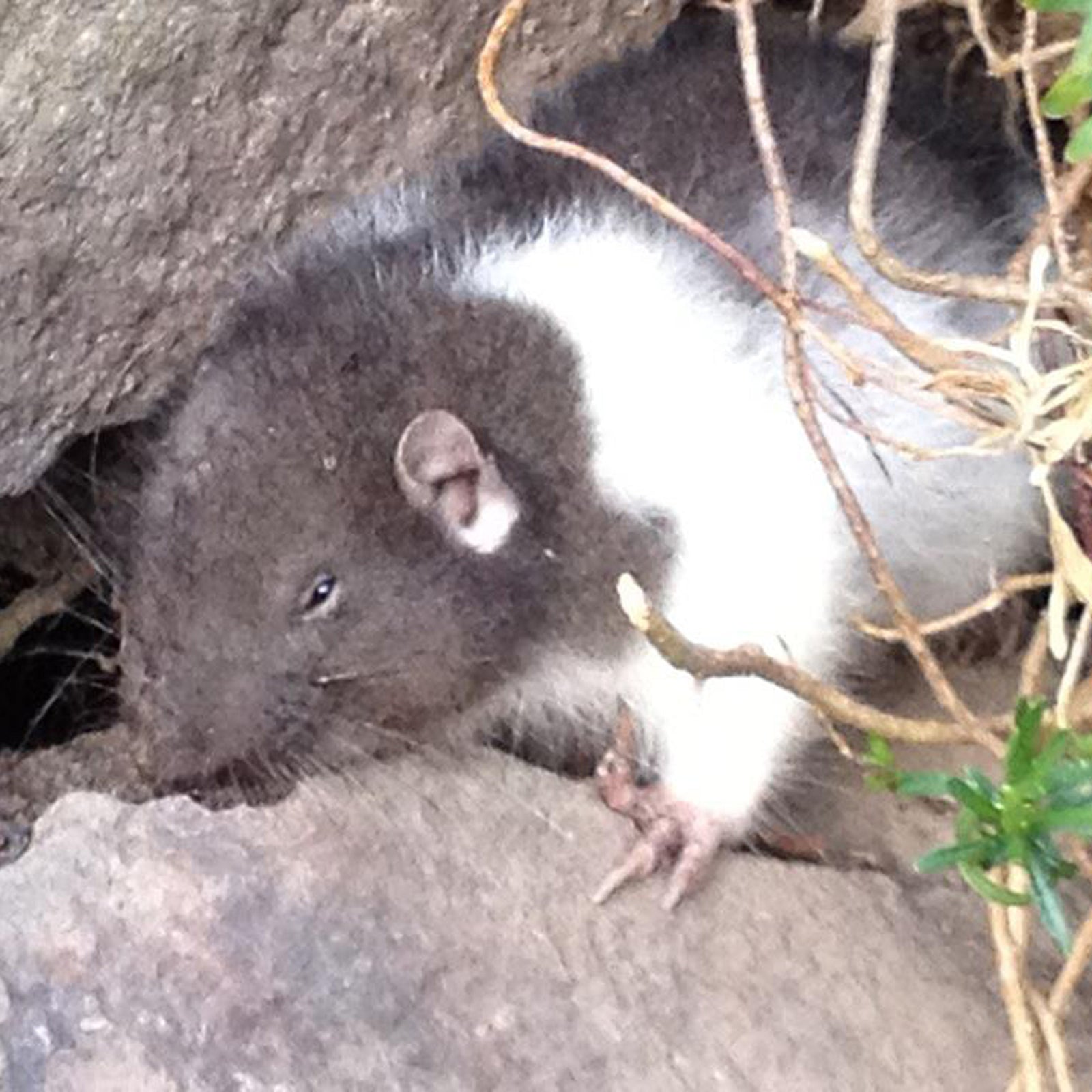 Mountain Beaver Capitol of the Known Universe