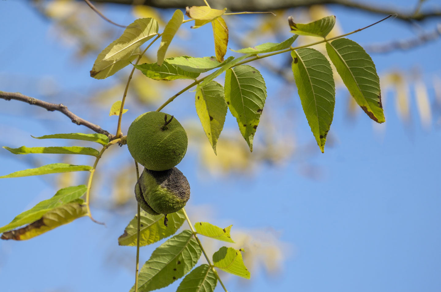 black walnut shell