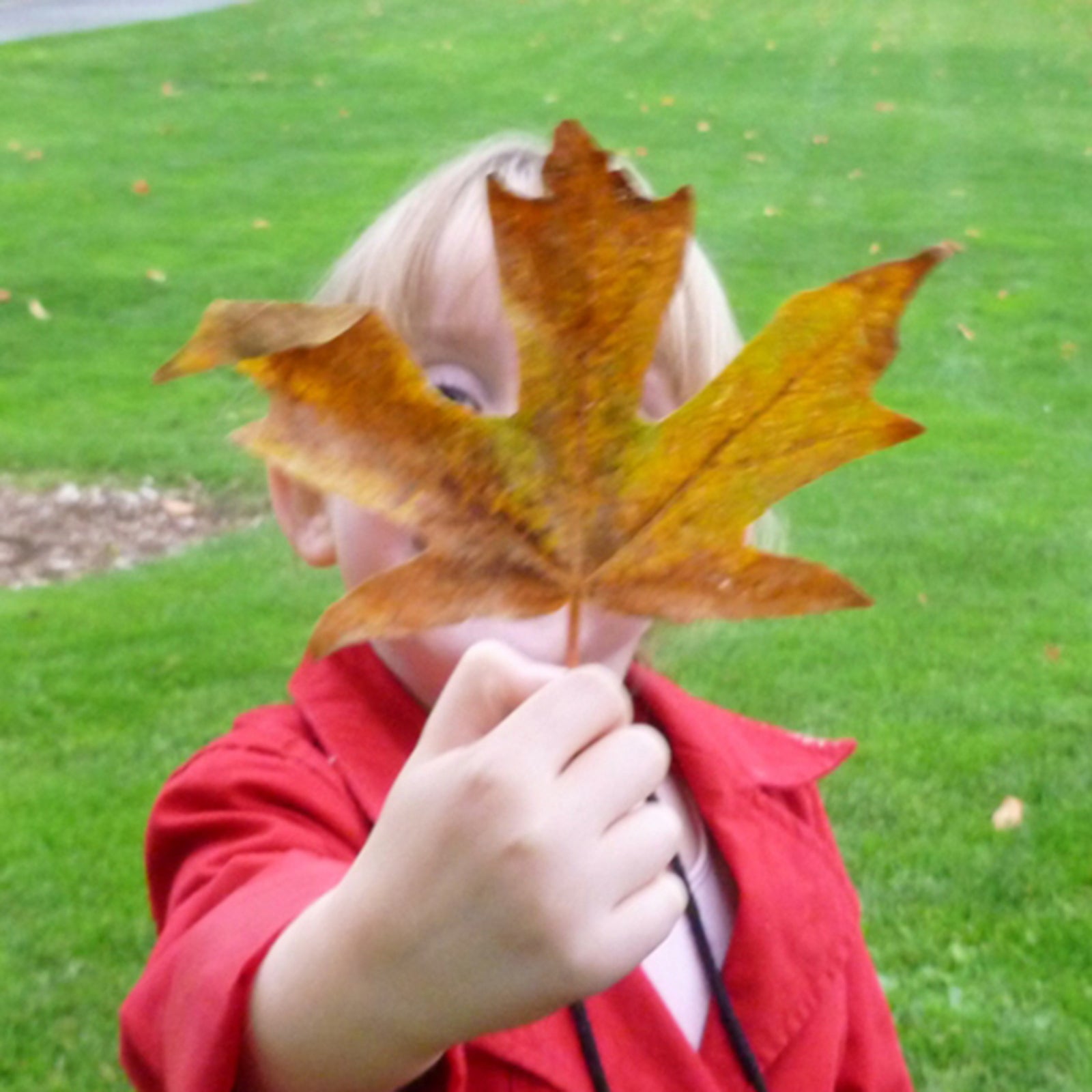 How To: Autumn Leaf Cards