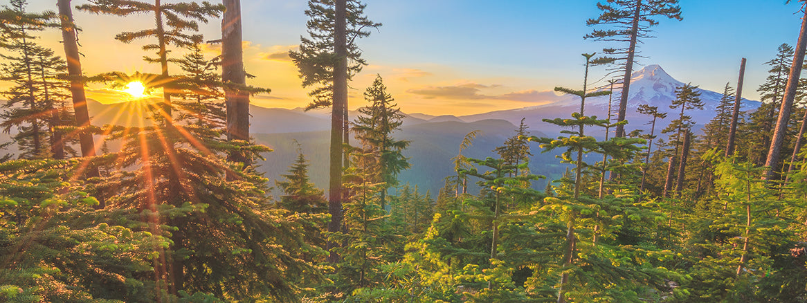Sunrise over a mountain range with trees in the foreground