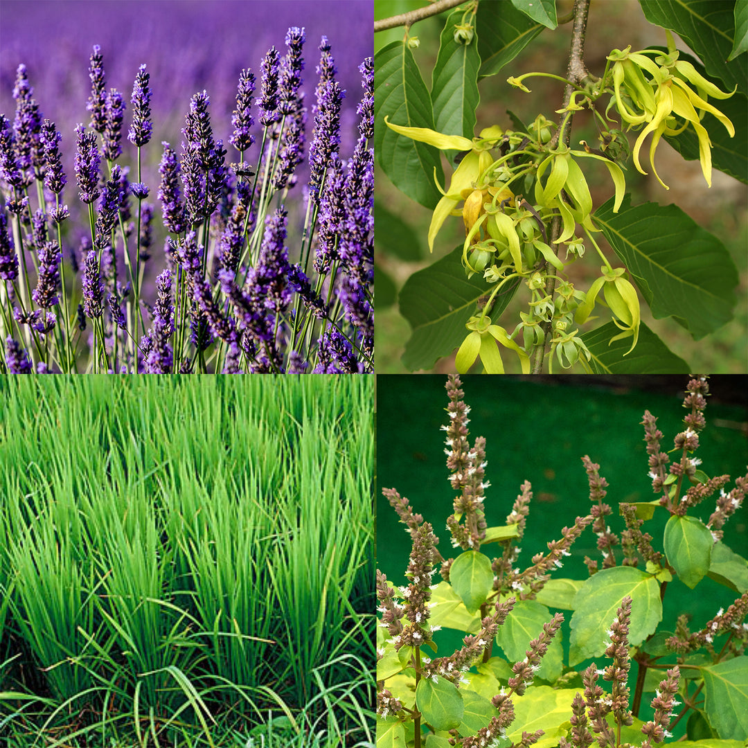 Fresh Flower Lotion Bar - Seattle Sundries - Solid Lotion 