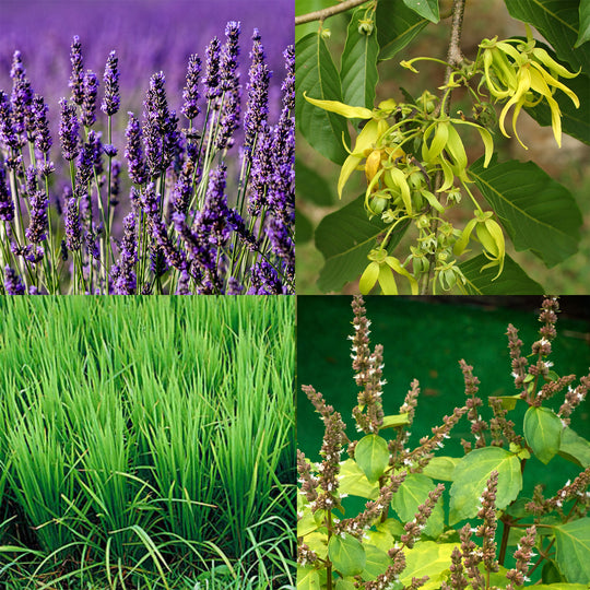 Fresh Flower Lotion Bar - Seattle Sundries - Solid Lotion 