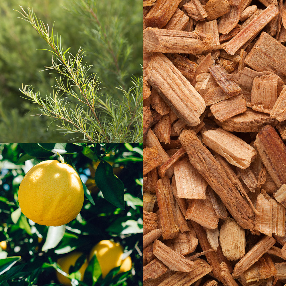 Woodland Lotion Bar - Seattle Sundries - Solid Lotion 